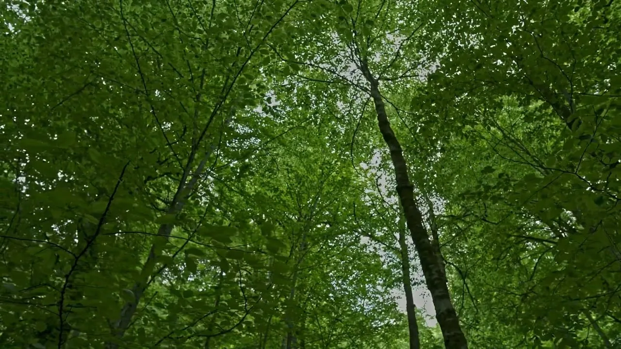 Vestel 8K · Led Technology